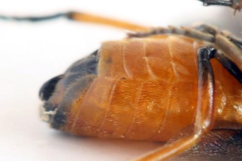 Eutomostethus luteiventris