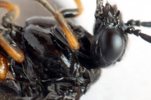 Réf. 332 812 : Eutomostethus luteiventris