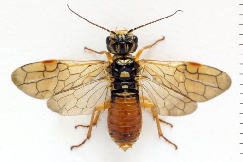 Réf. 332 841 : Pamphilius vafer