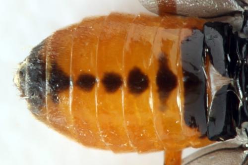 Eutomostethus luteiventris