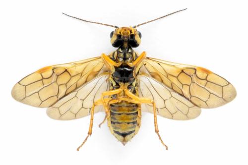 Pamphilius vafer