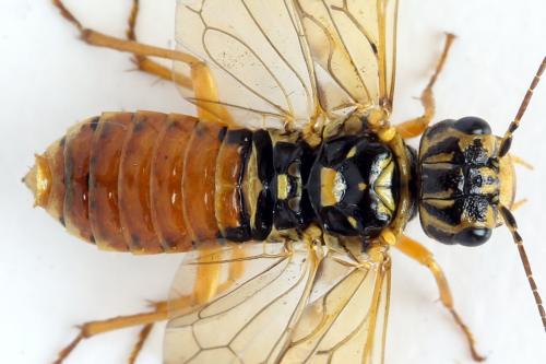 Pamphilius vafer