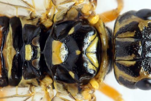 Pamphilius vafer