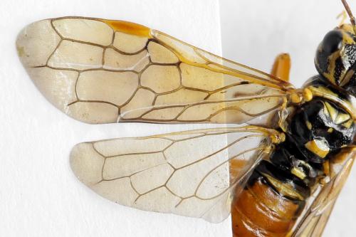 Pamphilius vafer
