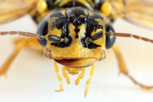 Pamphilius vafer