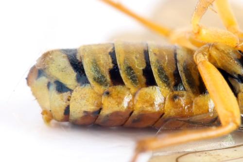 Pamphilius vafer