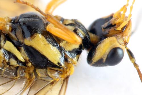 Pamphilius vafer