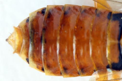 Pamphilius vafer
