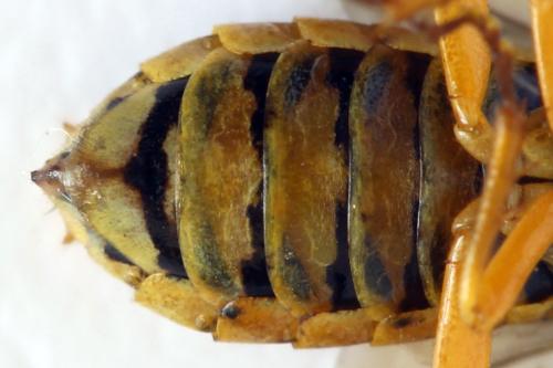 Réf. 332 853 : Pamphilius vafer