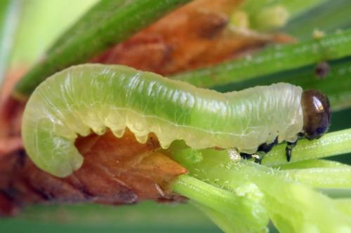 Réf. 332 438 : Pristiphora nigriceps