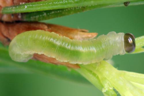 Réf. 332 439 : Pristiphora nigriceps
