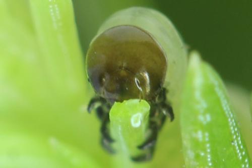 Réf. 332 440 : Pristiphora nigriceps