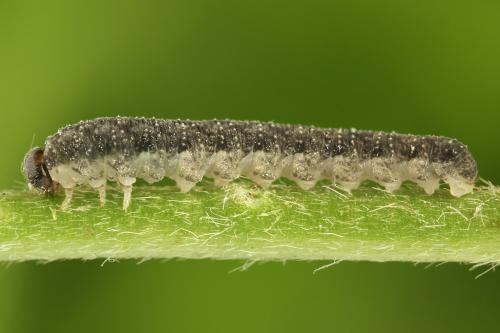 Tenthredo silensis