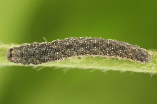 Réf. 332 713 : Tenthredo silensis