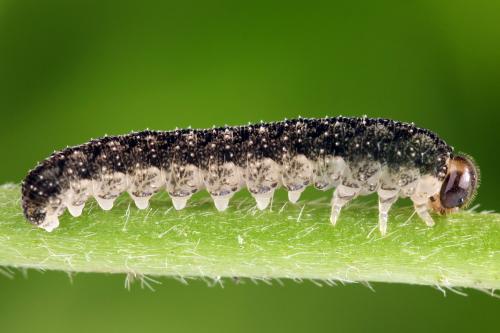 Tenthredo silensis