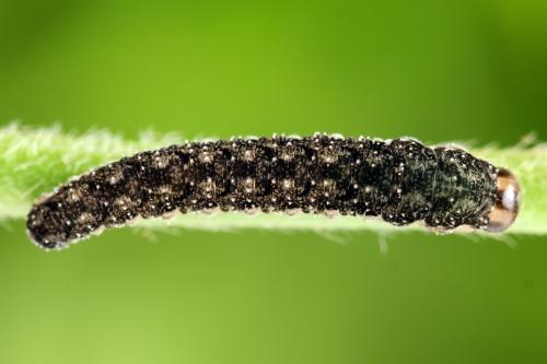 Tenthredo silensis