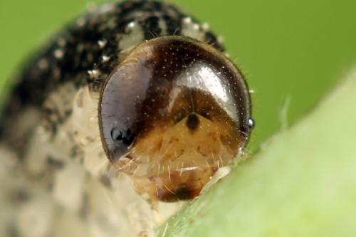 Tenthredo silensis