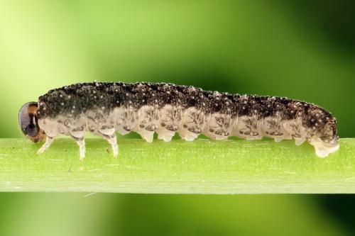 Tenthredo silensis