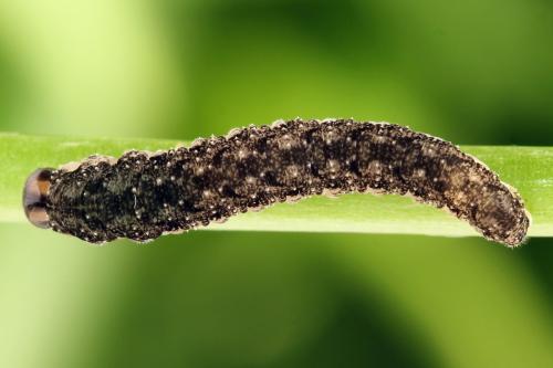 Tenthredo silensis