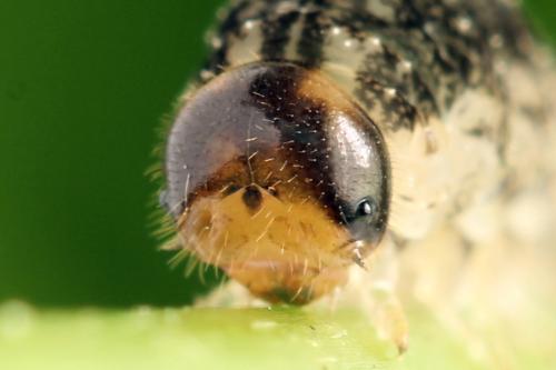Tenthredo silensis