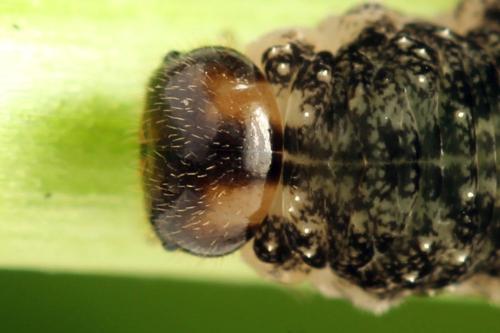 Réf. 332 720 : Tenthredo silensis