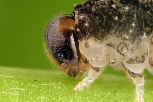 Tenthredo silensis