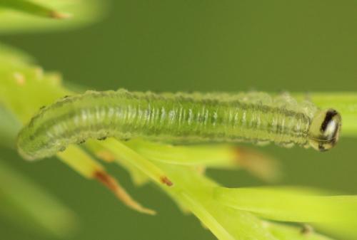 Réf. 332 172 : Pristiphora gerula