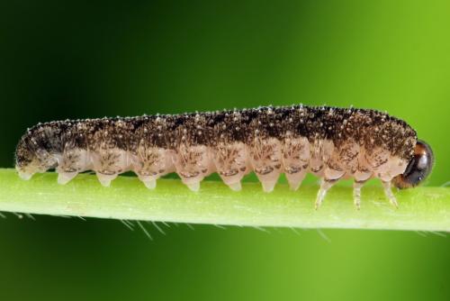 Tenthredo silensis