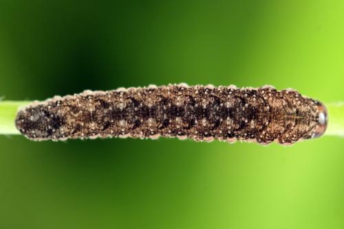 Tenthredo silensis
