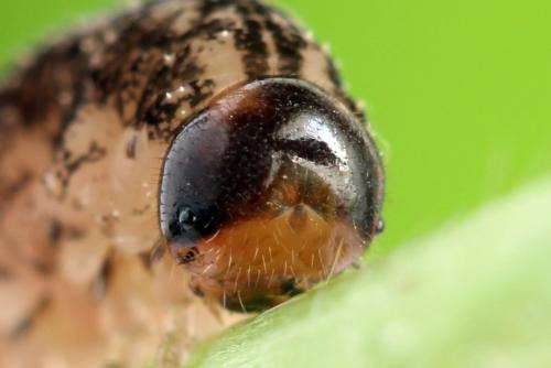 Tenthredo silensis