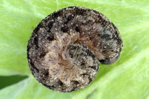Tenthredo silensis