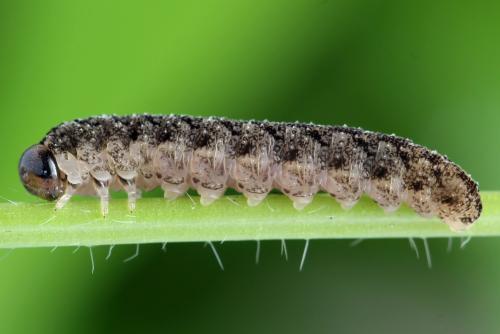 Réf. 332 727 : Tenthredo silensis