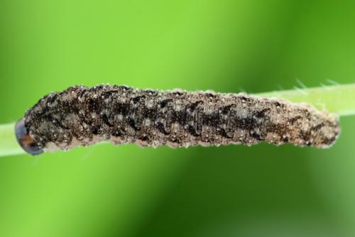 Tenthredo silensis