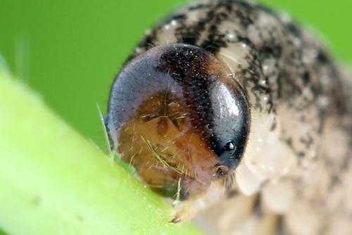 Tenthredo silensis