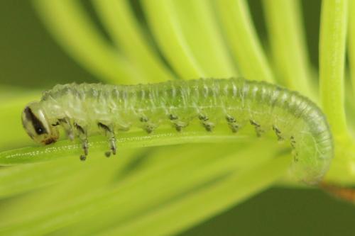 Réf. 332 173 : Pristiphora gerula