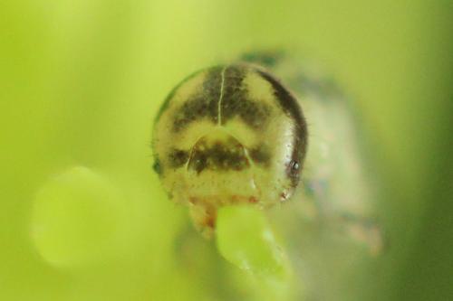 Pristiphora gerula