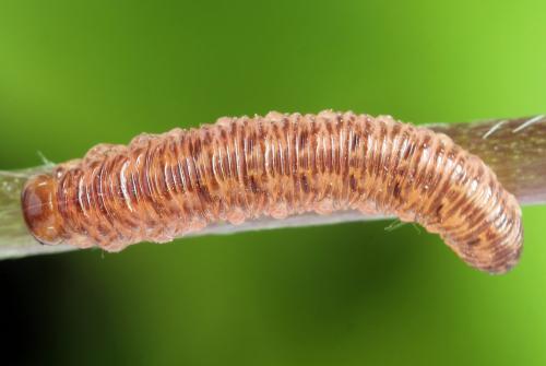 Tenthredo silensis
