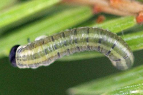 Réf. 332 443 : Pristiphora nigriceps