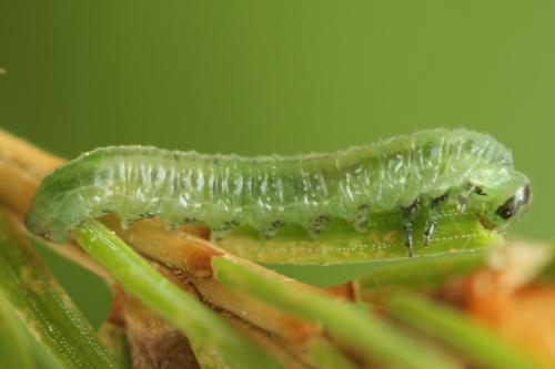 Pristiphora gerula