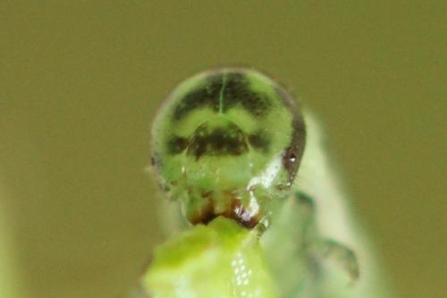 Pristiphora gerula