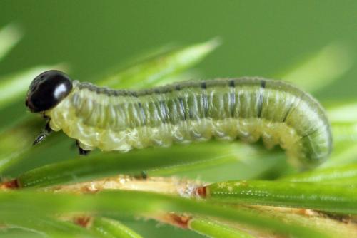 Pristiphora nigriceps
