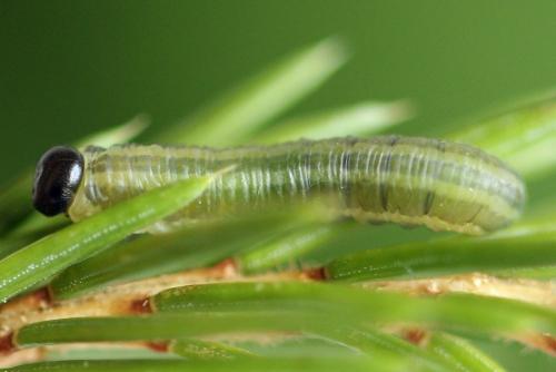 Pristiphora nigriceps