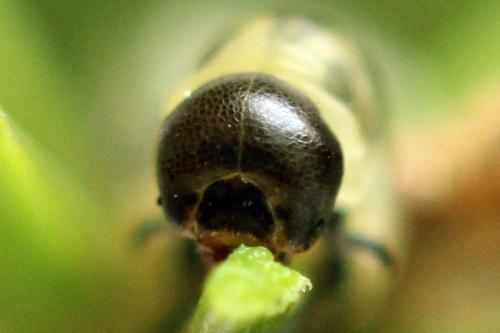 Pristiphora nigriceps