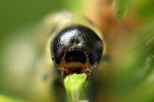 Réf. 332 449 : Pristiphora nigriceps