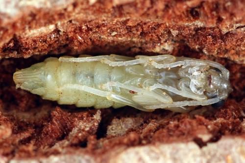 Réf. 332 656 : Ametastegia equiseti