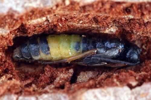 Réf. 332 661 : Ametastegia equiseti