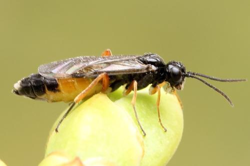 Réf. 332 664 : Ametastegia equiseti