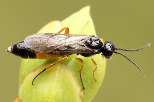 Ametastegia equiseti
