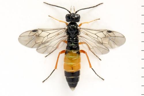 Réf. 332 666 : Ametastegia equiseti