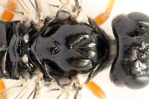 Réf. 332 669 : Ametastegia equiseti